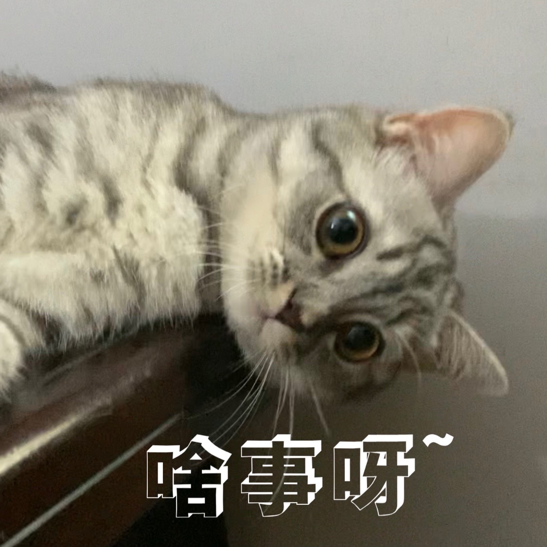 图片[2]-家有傻猫~-萌图百科