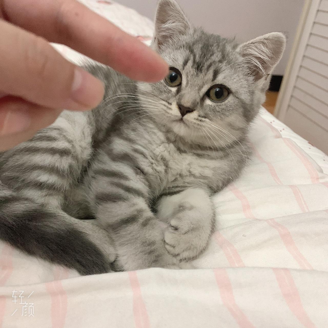 图片[4]-家有傻猫~-萌图百科