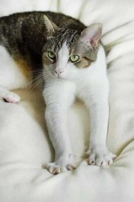 猫咪踩奶是什么梗？-萌图百科