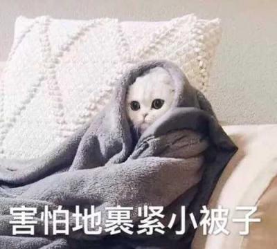 吸猫是什么意思？-萌图百科