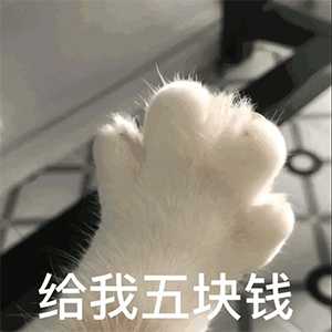 猫咪表情包「我有一个很大胆的想法」