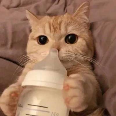 可爱猫咪头像 13张-萌图百科