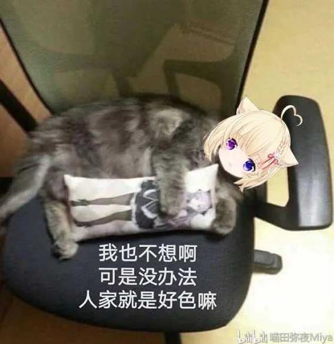 喵田弥夜Miya表情包「喵咪嘛咪哄」