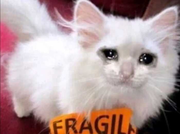 流泪猫猫头表情包