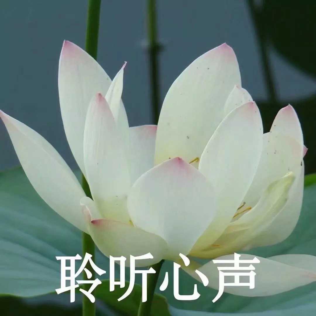 82LV4N1XLJ6X5VTAA.png