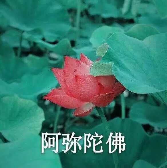 适合当群头像的图片-萌图百科