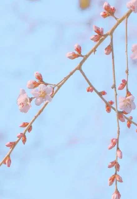 适合描写桃花的唯美句子-萌图百科