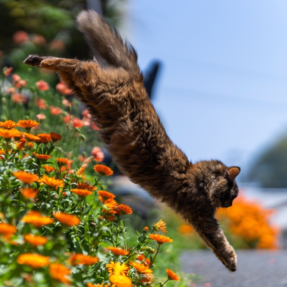 蠢萌一瞬，猫含量惊人！日本小哥拍摄超可爱猫猫写真-萌图百科