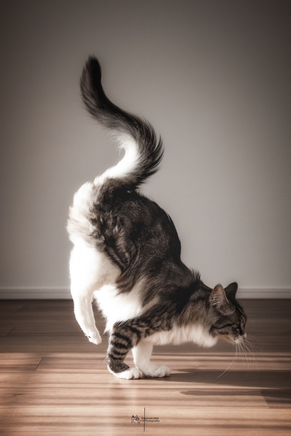 蠢萌一瞬，猫含量惊人！日本小哥拍摄超可爱猫猫写真