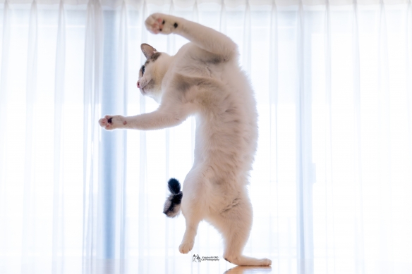 蠢萌一瞬，猫含量惊人！日本小哥拍摄超可爱猫猫写真