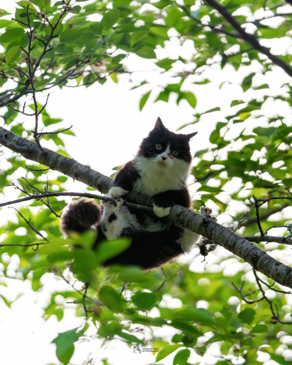 蠢萌一瞬，猫含量惊人！日本小哥拍摄超可爱猫猫写真
