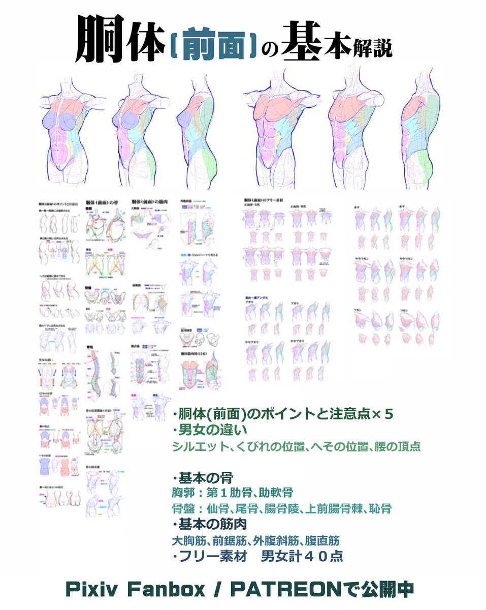 個人メモ：横から見た胴体のライン