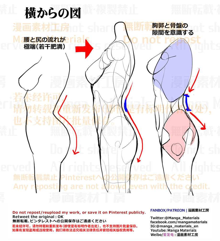 個人メモ：横から見た胴体のライン-萌图墨兔