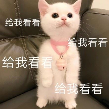 可爱猫咪表情包-壁次元