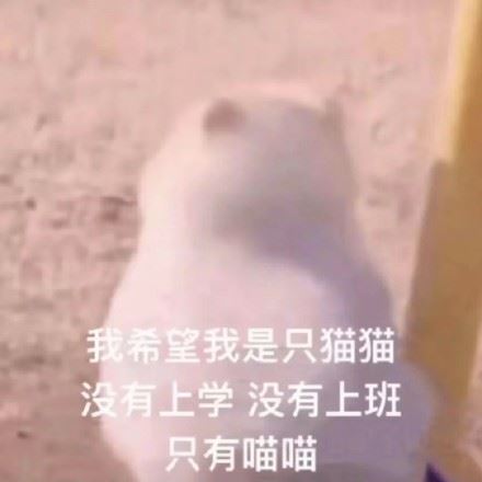 可爱的猫猫狗狗表情包-萌图百科