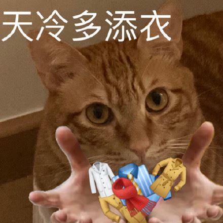 猫猫表情包-萌图百科