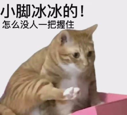 猫咪猫猫表情包-萌图百科