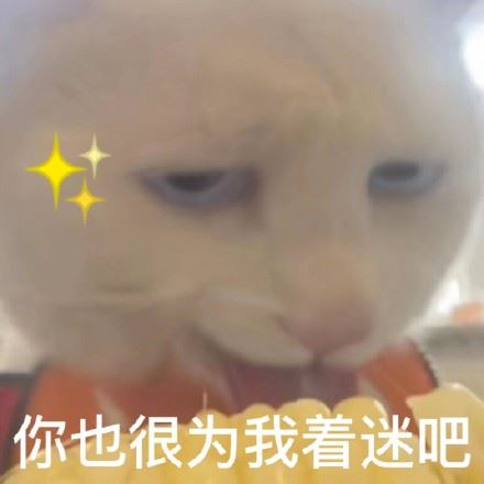 奇怪的猫猫表情包增加了-壁次元