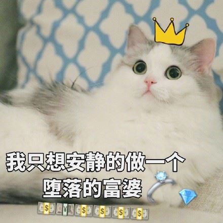 一组萌萌的小猫咪表情包-萌图百科