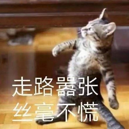 沙雕猫咪表情包-萌图百科