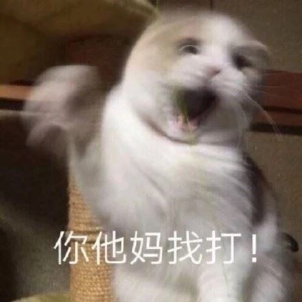 猫咪骂骂咧咧表情包-萌图百科