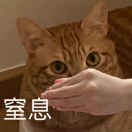 猫猫表情包-萌图百科