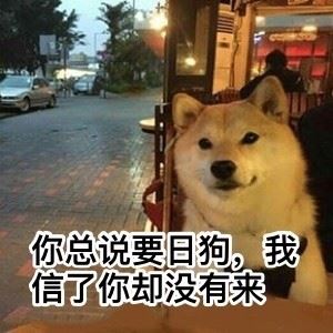 汪星人中最可耐的还是doge-萌图百科