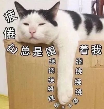 可爱猫猫表情包-壁次元