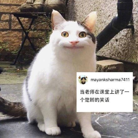 尬笑猫咪表情包系列-萌图百科