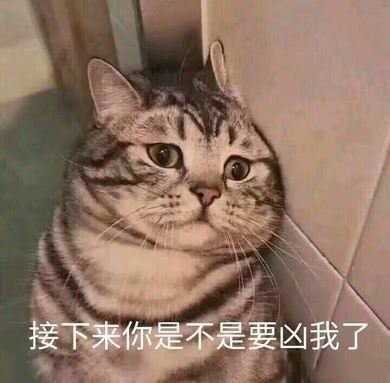 一组委屈巴巴猫咪表情包-萌图百科