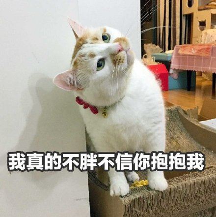 猫咪楼楼表情包-萌图百科