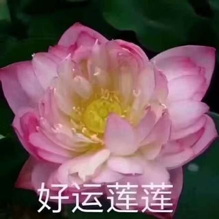 佛系荷花表情包-萌图百科