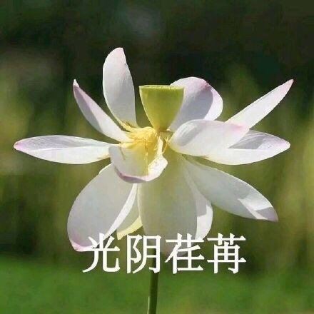 中老年佛系花花表情包-萌图百科