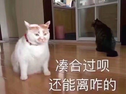 一组猫咪萌宠表情包  我会有猫的 ​-萌图百科