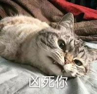 凶凶的小猫-壁次元