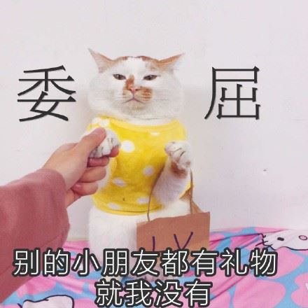 一场变化多端的时装show，好萌的猫咪-壁次元