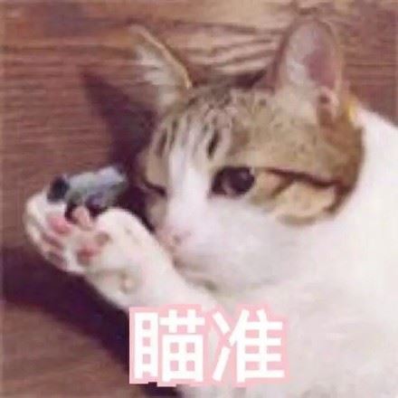 猫咪射击三连 ​-萌图百科