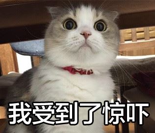 搞笑猫猫表情-萌图百科