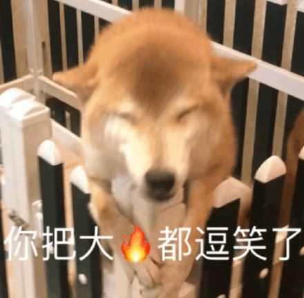 网红柴犬芋圆表情包-萌图百科