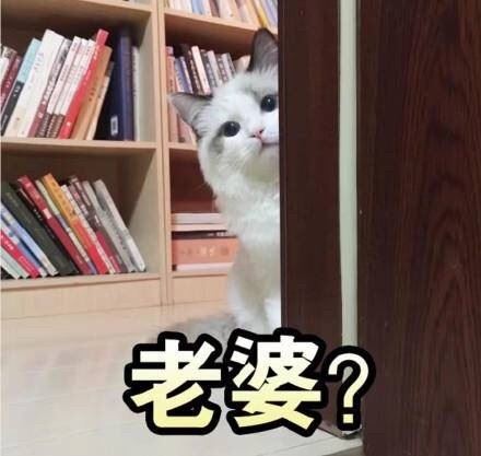 一组猫咪斗图表情 一起吸猫-萌图百科