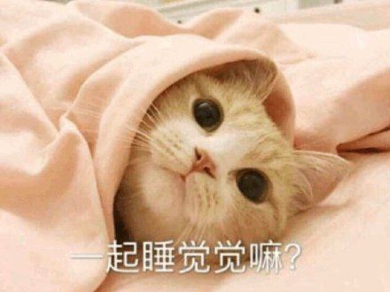 猫咪：一起睡觉觉嘛？ ​-壁次元