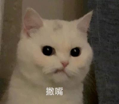 撇嘴猫表情包-萌图百科