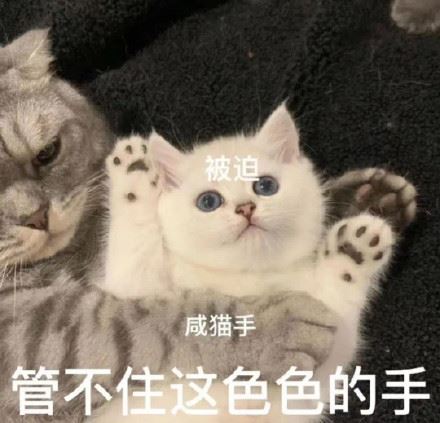 猫猫涩涩表情包-萌图百科