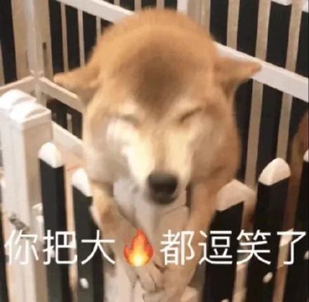 一组汪星人doge表情包-萌图百科