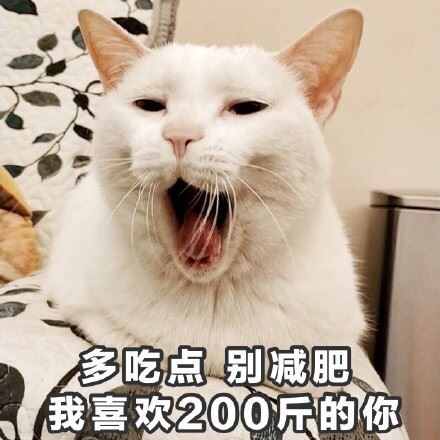 一组萌萌的猫咪表情包  吸猫(=^o^=) ​-壁次元