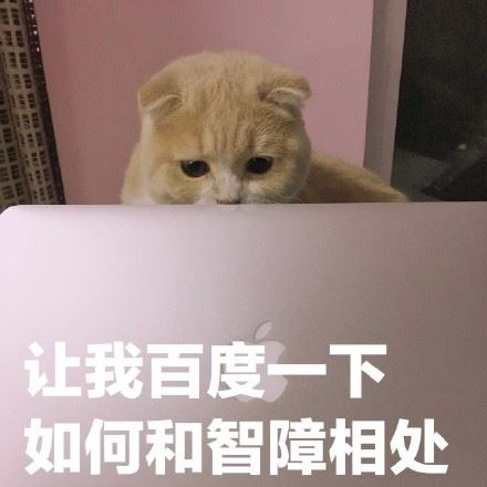 捕获一枚小猪喵-萌图百科