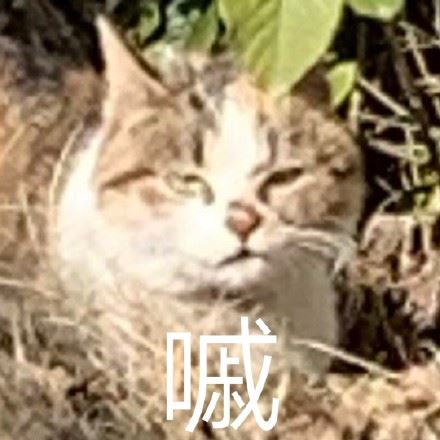 猫咪喵星人斗图表情包-萌图百科