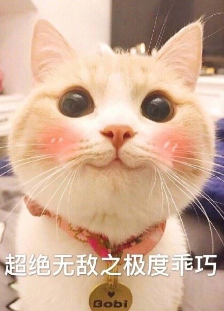 吸完这只猫，心情都变好了-壁次元