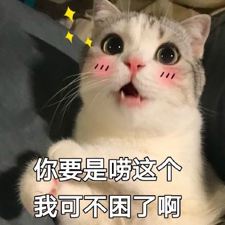 一只大眼萌猫表情包-萌图百科