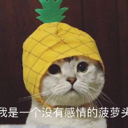 可爱小猫咪情侣头像-萌图百科